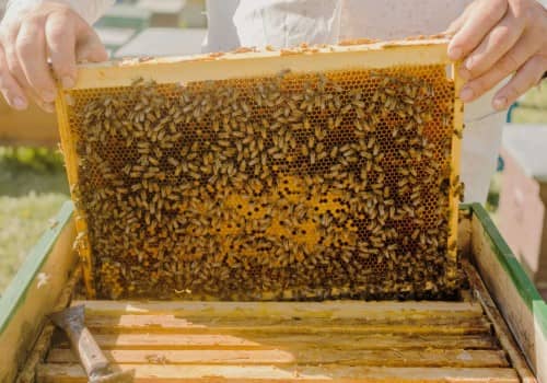 https://shp.aradbranding.com/قیمت عسل طبیعی کندو با کیفیت ارزان + خرید عمده